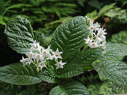 CONANDRON RAMONDIOIDES 'SHIRIBANA'