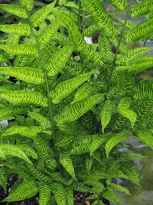 CONIOGRAMME JAPONICA 'FLAVOMACULATA'