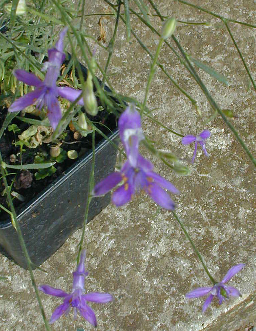 CONSOLIDA SP. aff.REGALIS RCB TQ-B-10