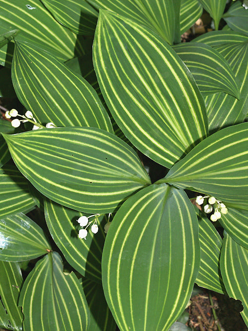 CONVALLARIA MAJALIS 'ALBOSTRIATA'
