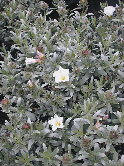 CONVOLVULUS CNEORUM 'SNOW ANGEL'