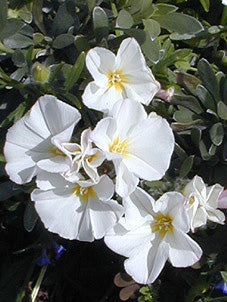 CONVOLVULUS CNEORUM