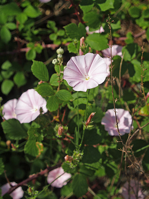 CONVOLVULUS CANTABRICA