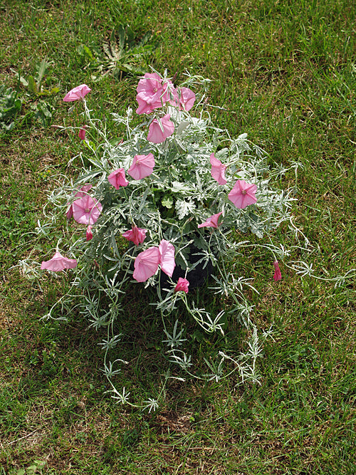 CONVOLVULUS ELEGANTISSIMUS