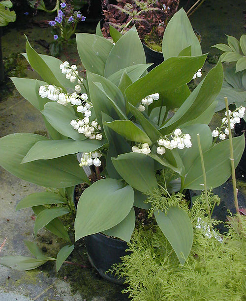 CONVALLARIA MAJALIS 'FORTIN'S GIANT'