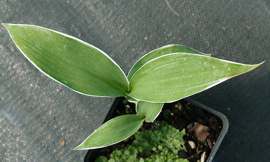 CONVALLARIA KEISKEI 'MARGINATA'