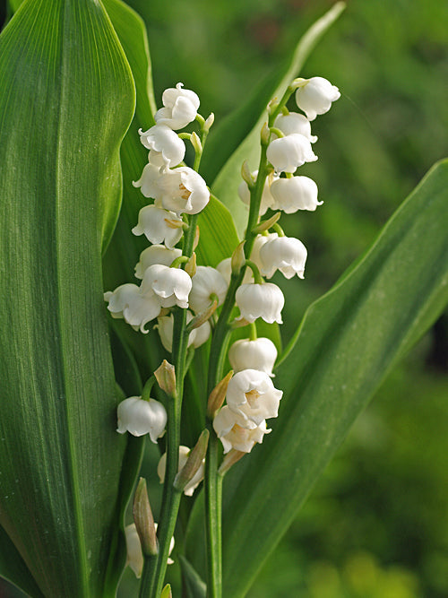 CONVALLARIA MAJALIS 'BORDEAUX'