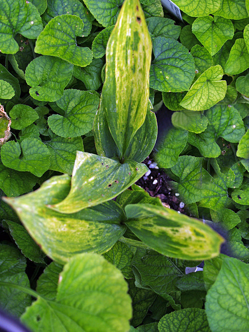 CONVALLARIA MAJALIS 'GREEN TAPESTRY'