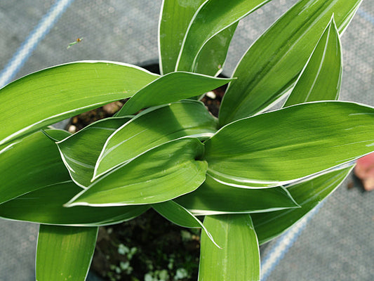 CONVALLARIA MAJALIS 'SILBERCONFOLIS'