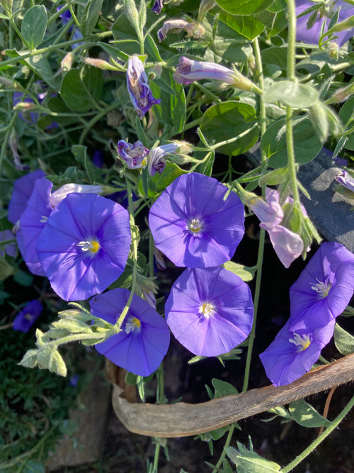 CONVOLVULUS SABATIUS