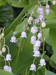 CONVALLARIA MAJALIS var.ROSEA
