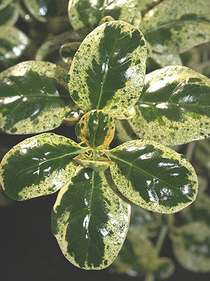 COPROSMA REPENS 'MARBLE KING'