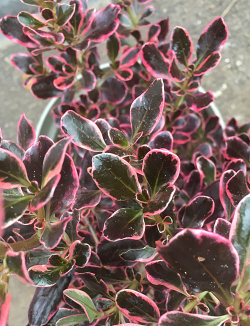 COPROSMA REPENS 'PACIFIC DAWN'
