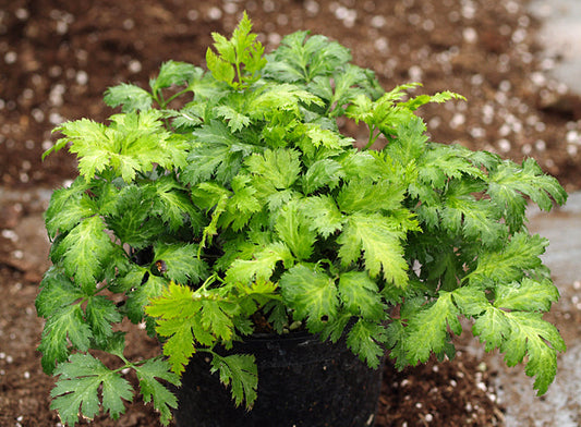 COPTIS JAPONICA var.MAJOR