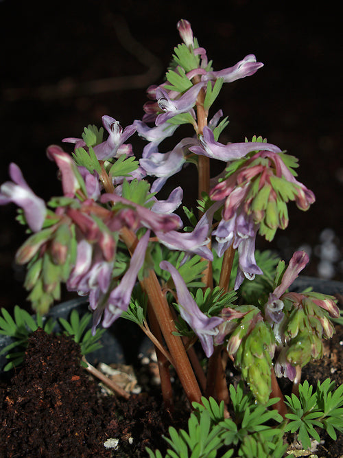 CORYDALIS ANGUSTIFOLIA HYBRID PURPLE