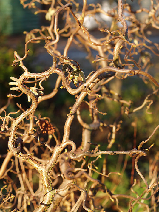 CORYLUS AVELLANA 'CONTORTA'