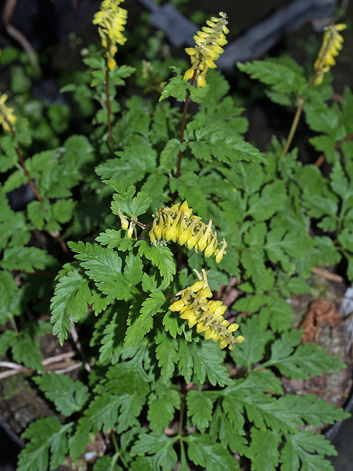 CORYDALIS CHAEROPHYLLA CC 4746