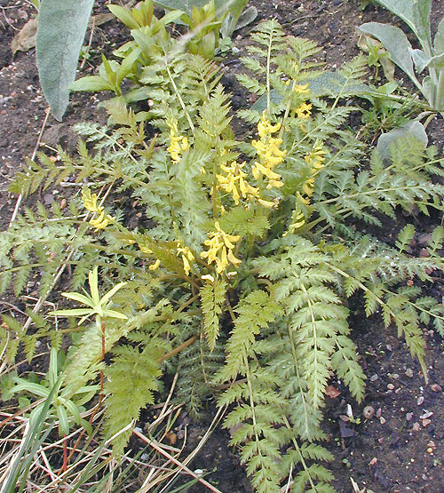 CORYDALIS CHEILANTHIFOLIA