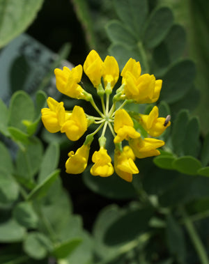 CORONILLA CORONATA
