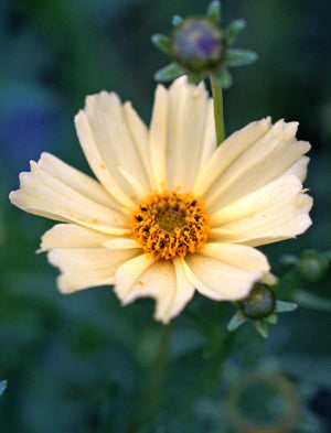 COREOPSIS 'CRÈME BRÛLÉE'