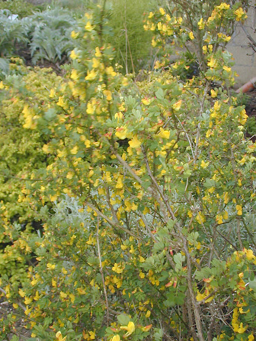 CORONILLA EMERUS