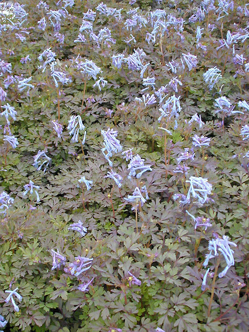 CORYDALIS FLEXUOSA 'PURPLE LEAF'