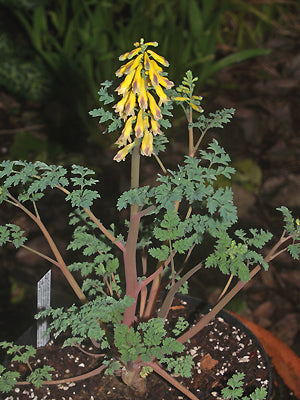 CORYDALIS SP.(C.GERDAE?) ex CC 3862