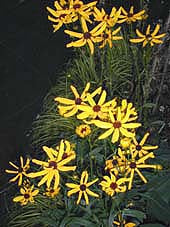 COREOPSIS HELIANTHOIDES