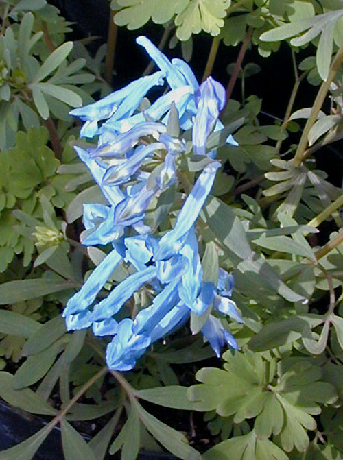 CORYDALIS 'KINGFISHER'