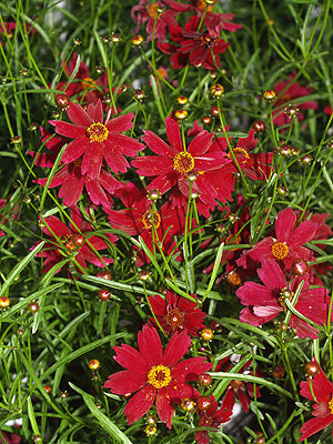 COREOPSIS 'LIMEROCK RUBY'