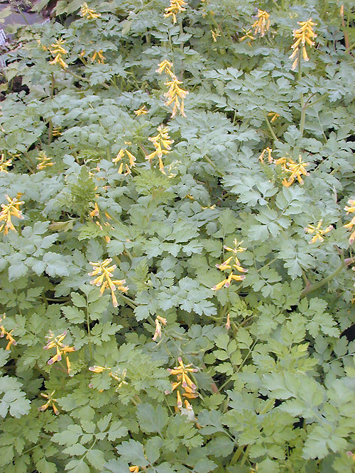 CORYDALIS MAGADANICA