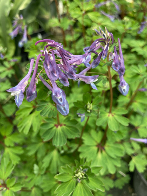 CORYDALIS OMEIANA