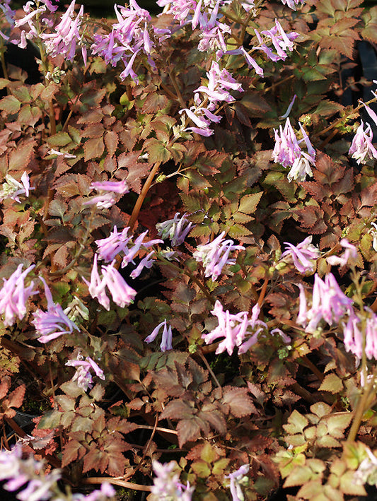 CORYDALIS TEMULIFOLIA 'CHOCOLATE STARS'