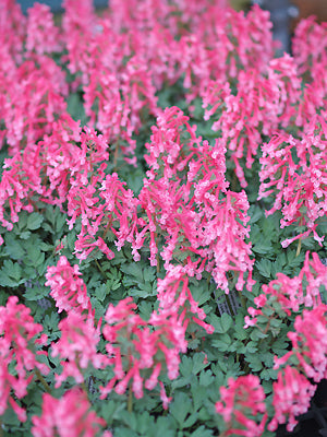 CORYDALIS SOLIDA subsp.SOLIDA 'BETH EVANS'