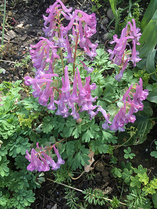 CORYDALIS SOLIDA