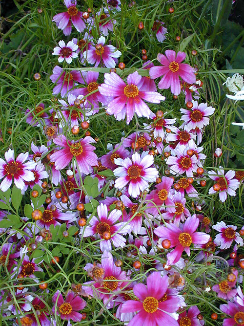 COREOPSIS 'SWEET DREAMS'