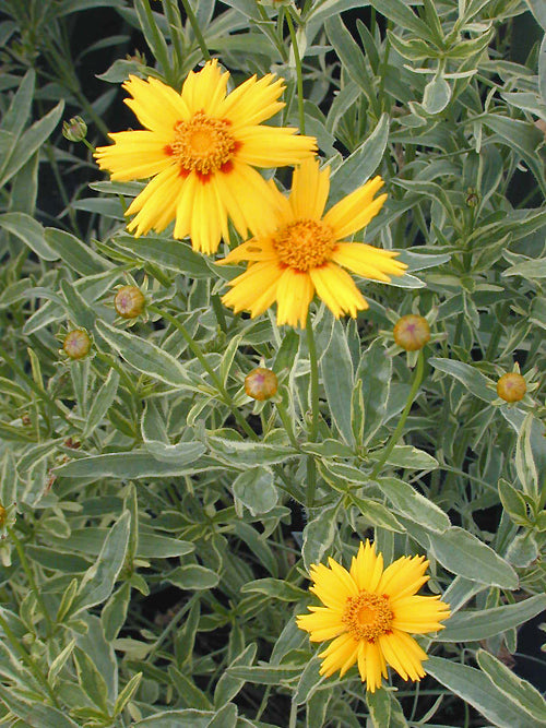 COREOPSIS 'TEQUILA SUNRISE'