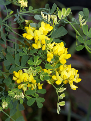 CORONILLA VALENTINA 'CREAMED CORN'