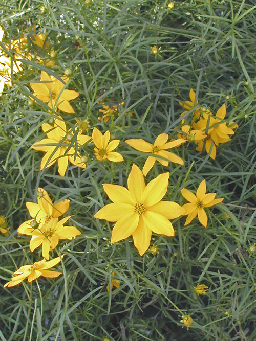 COREOPSIS VERTICILLATA 'GRANDIFLORA'