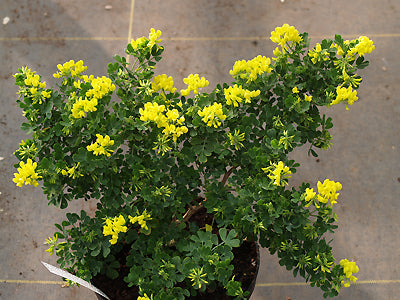CORONILLA VALENTINA 'PYGMAEA'