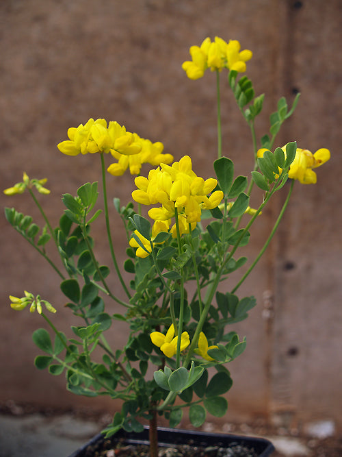 CORONILLA VALENTINA 'XXS'