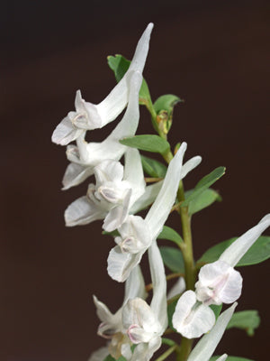 CORYDALIS SOLIDA subsp.SOLIDA 'ALBA'