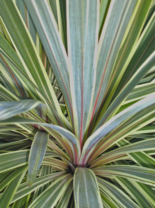 CORDYLINE AUSTRALIS 'ALBERTII'