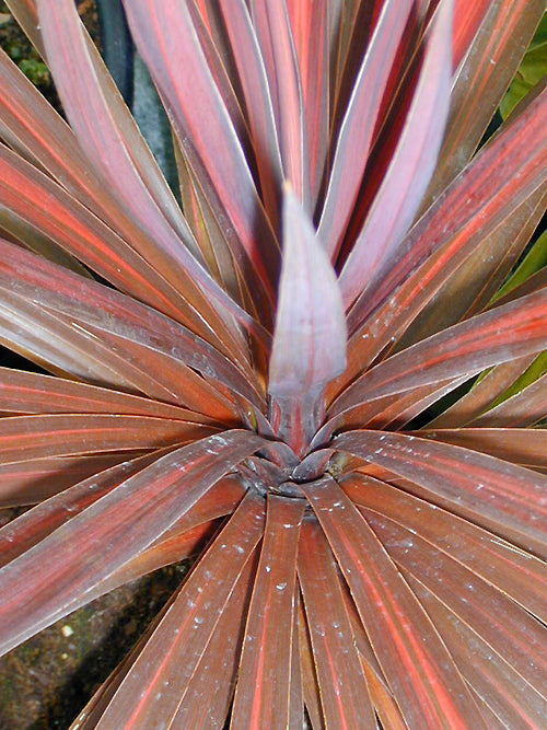 CORDYLINE AUSTRALIS (ex 'Torbay Red')