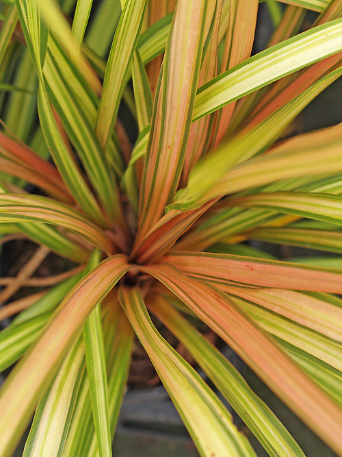 CORDYLINE 'CHA CHA'