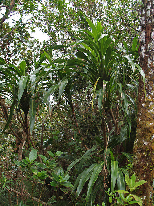 CORDYLINE MAURITIANA