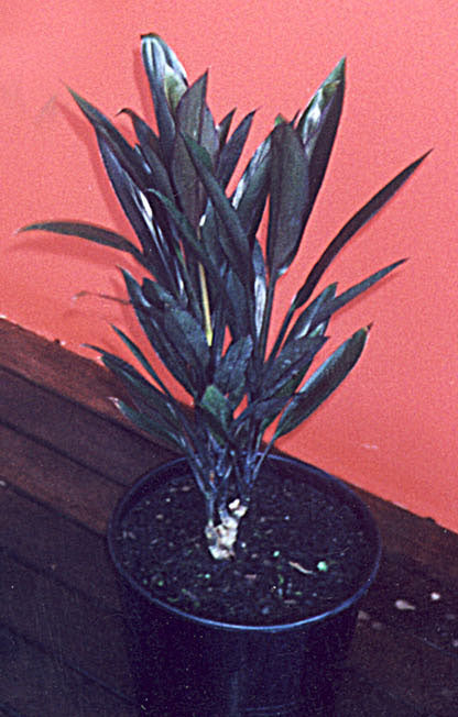 CORDYLINE FRUTICOSA 'NEW GUINEA BLACK'