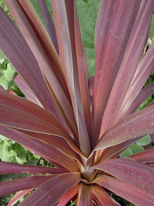 CORDYLINE AUSTRALIS 'PURPLE TOWER'