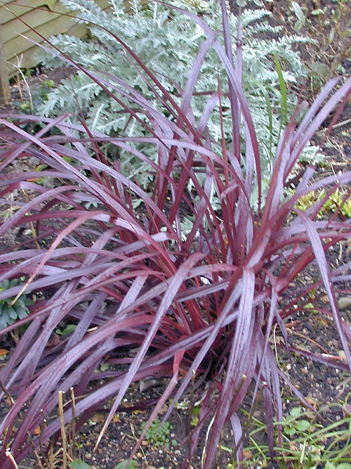 CORDYLINE x GIBBINGSIAE 'RED FOUNTAIN'