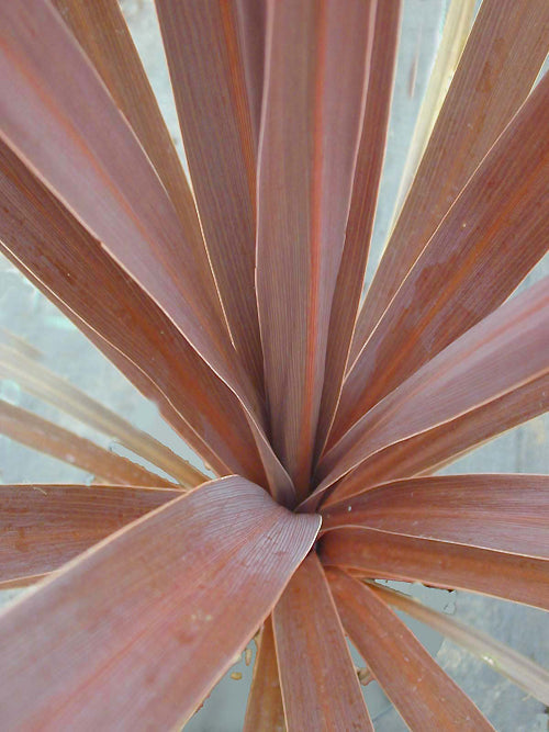 CORDYLINE AUSTRALIS 'RED STAR'